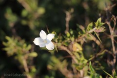 Barleria noctiflora